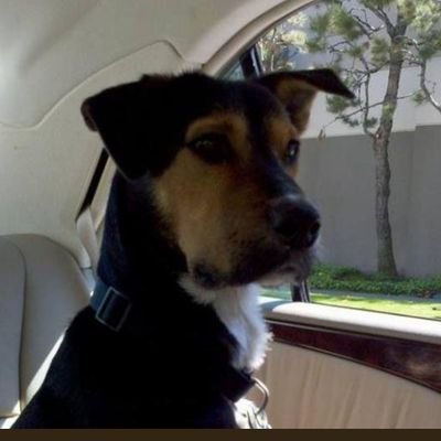 Co-founder https://t.co/DWcLQpPmeP and @protofundvc

Prev: Co-founder https://t.co/OjdRL2niKs

Crypto boomer here for the animals.
