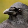 Aristue's profile picture. Caw caw