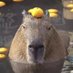 WTFFFFF🦊 (@sleepycapy) Twitter profile photo WTFFFFF🦊 (@sleepycapy) Twitter profile photo