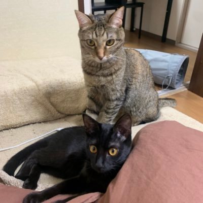 ♀Rescued in Okinawa and found a forever home in Tokyo🎂Mel＊Brown tabby＊Sep.20,2020/ Lua＊Black cat＊Sep.10,2021🎂Will you be our furriend?❤️