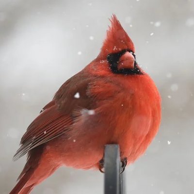 🌺🌴🌺 Proud grandmother & long-time political junkie. Enjoy nature, bird photography 🦅 & tropical Florida sunshine. 🌞 Love God, family, country. ✝️🇺🇸 IFBP