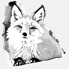 Puzzy_FOX_DAO's profile picture. High yield and fair DAO is coming, for people who understand the need for become superior