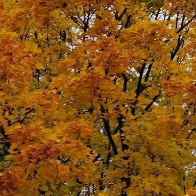 KrzysztofSzaf14's profile picture. 