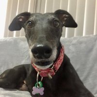 Tracy (@minnies_mum) 's Twitter Profile