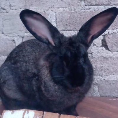 JairVN031199's profile picture. Holi