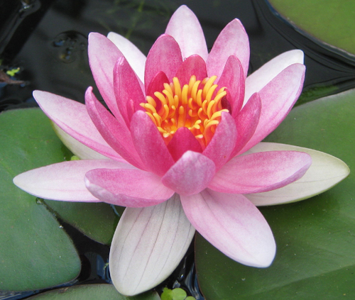 ChicoTemple's profile picture. The Goddess Temple is a beautiful sanctuary located in the foothills just above Chico, California. It is a place of tranquility and harmony.