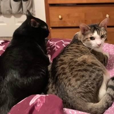 We are Roscoe and Nightfury, and our mama is @lenoir_leblanc. We are kitties located in the Land of Enchantment. We love our mama and she loves us.