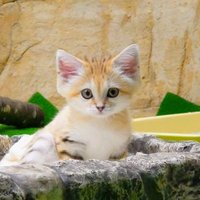 すなねこ (@sand_nekko) 's Twitter Profile