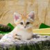 すなねこ (@sand_nekko) Twitter profile photo すなねこ (@sand_nekko) Twitter profile photo