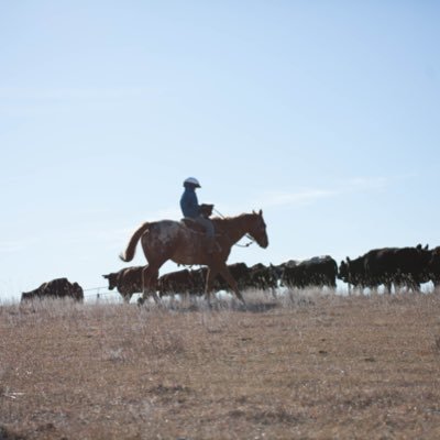 ponybronc's profile picture. Raised urban, raising my kids rural. Dirt and big skies.  Grasslands are the bomb.
