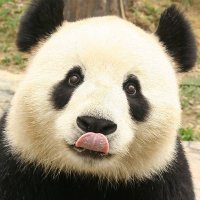 LeahPanda (@leahpanda_) 's Twitter Profile Photo LeahPanda (@leahpanda_) 's Twitter Profile Photo