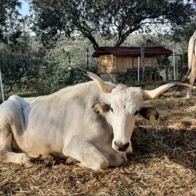 Crypto7Bull (@Crypto7Bull) / Twitter Crypto7Bull (@Crypto7Bull) / Twitter