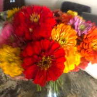 Rosemarie Zendano RPh. (@rzendano) 's Twitter Profile