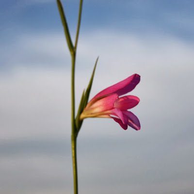 Sara Bover-Cid Profile