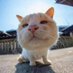 Mr.rose (@zhuliming15) Twitter profile photo Mr.rose (@zhuliming15) Twitter profile photo