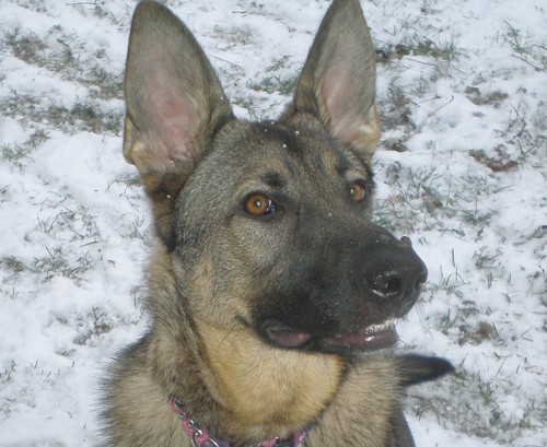 Yamrab's profile picture. Animal lover and advocate against ALL animal cruelty/testing. My motto: Share the kindness, be kind to animals.