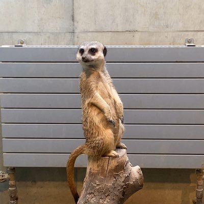 umauma_pecorin's profile picture. 無言フォローすみません😭 無言フォロー歓迎します❗️ パチスロ好きな人仲良くしてください❣️よろしくお願いします🥺