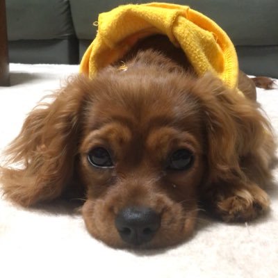 cava_ruby_rin's profile picture. 当店ナンバー🐶でオンリー🐶のリンちゃん(一歳)でございます‼️本アカウントマネージャーの私がリンちゃんの日常生活をお送りします‼️指名はいつでもお待ちしてますのでお近くにお越しの際は是非ご来店お待ちしております‼️