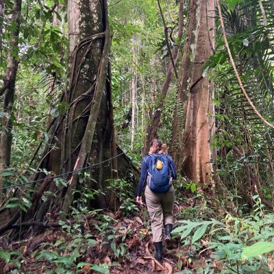 B_Holdsworth27's profile picture. PhD researcher at the University of Birmingham, looking at modelling forest dynamics in response to climate change 🌲🌳🌴