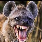 fxlearning2021's profile picture. 自称醜いハイエナトレーダー 狙いは絶対固定×なおかつ前後の値動きをみて高確率でいける！と思える時以外のエントリーはしない。決まった曜日・時間しかトレードしない。利幅も大きく伸ばさないダサダサ勝ち逃げスタイル。ワクワク、ドキドキを求めるエントリーもしない。しないことだらけの面白みのないトレーダー