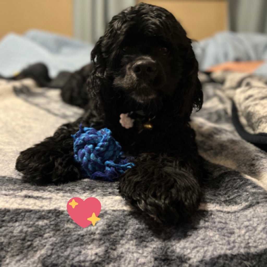 I love to snuggle. I will also find things you didn’t even know were missing. I am a little Black Cocker Spaniel born in the summer of 2021.