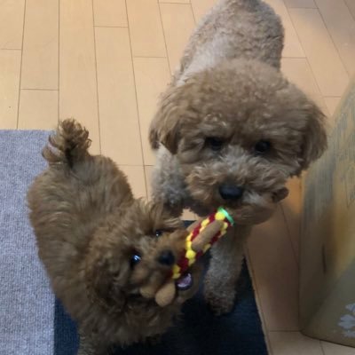 ぽてとふらいさんのプロフィール画像