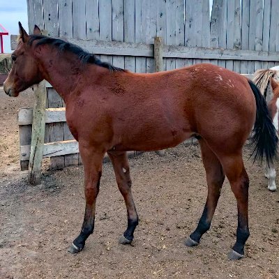 Born free...in Canada...Voting Conservative #Pierre4PM  🍎
Raising horses 🐎 & hopefully awareness 🤞
gnothi sauton / Quando Omni Flunkus Moritatus