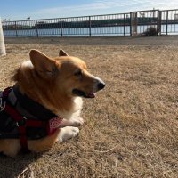 れんげ (@pipiwhitenote19) 's Twitter Profile
