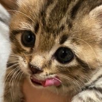 七四六家の拾い猫⭐︎まろっく様 (@marock_0918) 's Twitter Profile