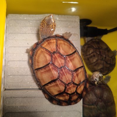 fmes9860217's profile picture. 渴望歐氣的非洲producer