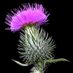 K (@k_sassenach) Twitter profile photo K (@k_sassenach) Twitter profile photo