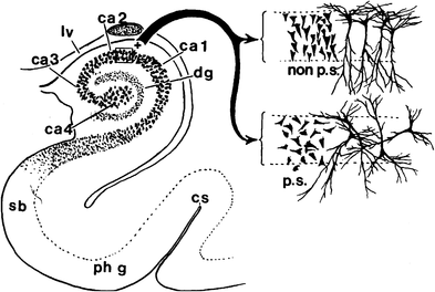 Tweeting neuropathology when something interesting crops up...