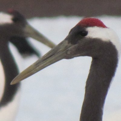 Crane fanatic, Conservation Officer for the West Midland Bird Club. Priviliged to have seen all 15 Crane species in the wild. Staffs Dragonfly Recorder. ASFC