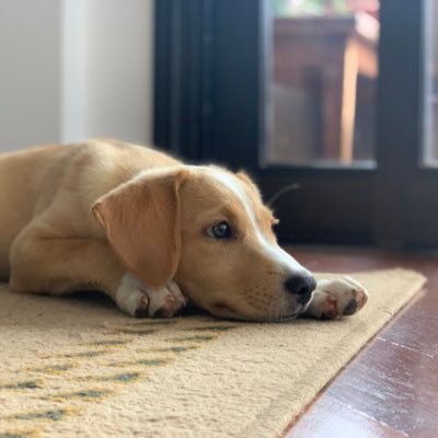 usr_dev_s's profile picture. software developer