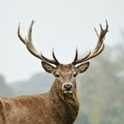 MightyR4indeer's profile picture. This convertible Boeing jet has great AC