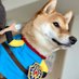 柴犬勇者むぎまる (@shibayuusha) Twitter profile photo 柴犬勇者むぎまる (@shibayuusha) Twitter profile photo