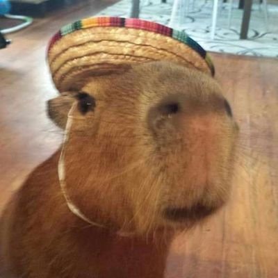 merequetunga's profile picture. he/him, 20, suggestive likes