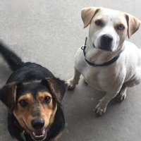 Peppered Rachel (@pepperedsilsbee) 's Twitter Profile