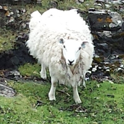 FreedomPasser's profile picture. Semi-retired engineer. Anti-racist, socialist (Corbyn variety). #StarmerOut #WearYourMaskWithPride #AntiGrowthCoalition