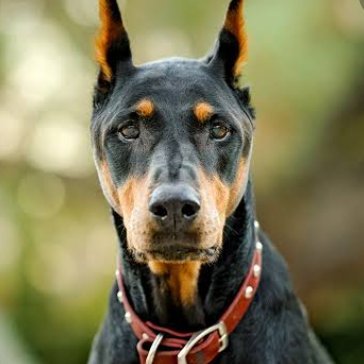 DrDenis20786650's profile picture. 