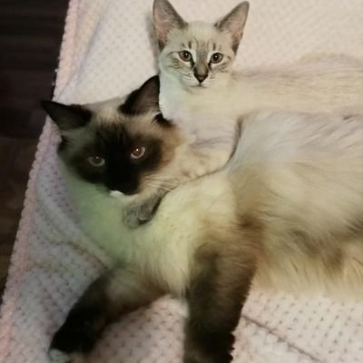 MervinMcLay2's profile picture. Fan of the Toronto Maple Leafs,  Blue Jays and Raptors.