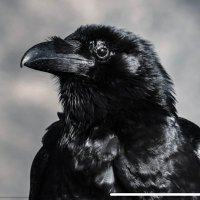 Yoho Crow(@NoelleBertan) 's Twitter Profile Photo