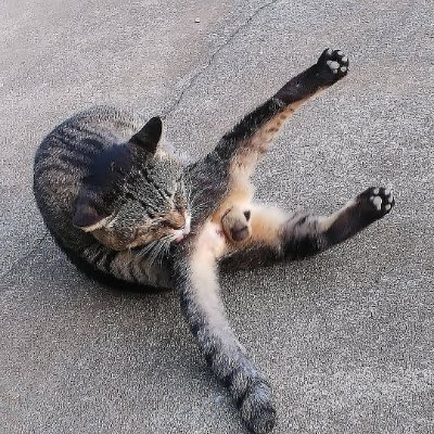 Lopez10782302's profile picture. 人生は山です。 あなたの目標は、トップに到達することではなく、あなたの道を見つけることです。