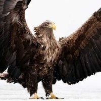 مصطفي فتحي (@jcpqkhoxybppwnt) 's Twitter Profile