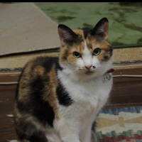 mmnyanko (@mmnyankoyo) 's Twitter Profile Photo mmnyanko (@mmnyankoyo) 's Twitter Profile Photo