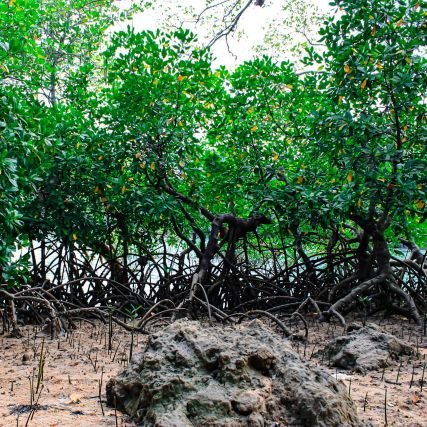 Ecodev_org's profile picture. Ecology and Development Center(ECODEVEC).