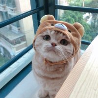 まちゃん (@lcham0) 's Twitter Profile