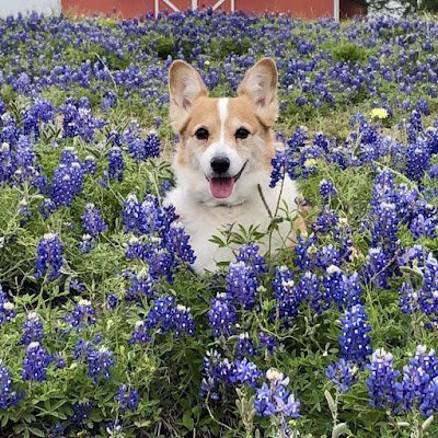 Aerialune's profile picture. 