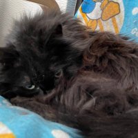 かいとんん (@kaiton1102) 's Twitter Profile