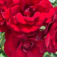 SHELLY (@shelly637431021) 's Twitter Profile